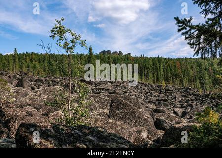 Unerwartete Entdeckung auf einer Wanderung - Felsen im Wald. Wandern durch schwieriges Gelände ohne Wanderwege in unerforschten Gebieten. Natürliche Sommerlandschaft. Viele Stockfoto