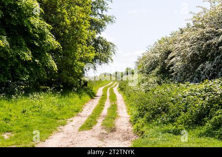 Peddars Way, Römerstraße und Fernwanderweg in der Nähe von Anmer in Norfolk. Stockfoto