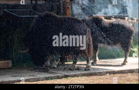 Ein Moschusochse, der während der Hitze in der Voliere des Moskauer Zoos mit Wassertropfen besprüht wurde Stockfoto