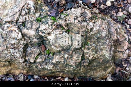 Spuren von alten Muscheln (Ammoniten) auf einem Stein im Kaukasus Stockfoto