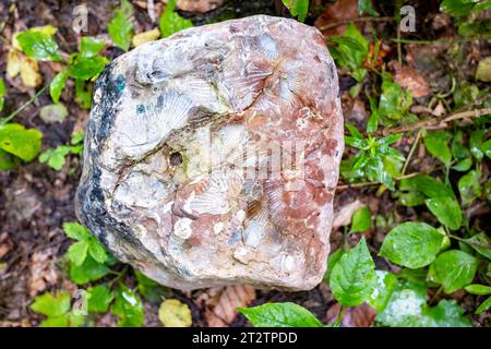 Spuren von alten Muscheln (Ammoniten) auf einem Stein im Kaukasus Stockfoto