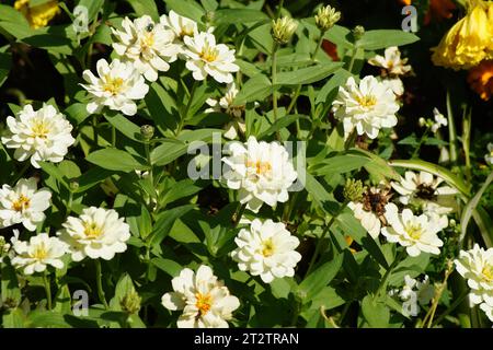 Weiße Blüten der Zinnia in der Herbstsonne Stockfoto