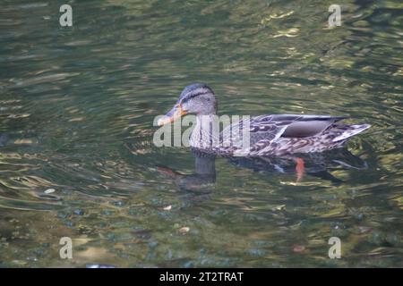 Eine Stockente schwimmt in einem Teich Stockfoto