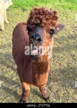 Niedliches braunes Huacaya Alpaca, domestiziertes Tier, lama Pacos Stockfoto