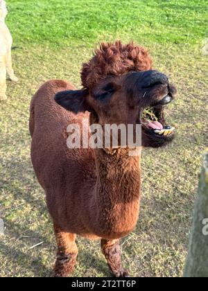 Niedliches braunes Huacaya Alpaca, domestiziertes Tier, lama Pacos Stockfoto