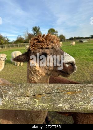 Süßes Huacaya Alpaka, Haustier, lama Pacos Stockfoto