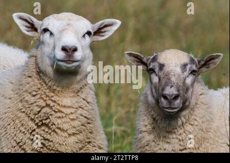 Hausschafpaar Nahaufnahme Porträt auf der Weide. Lustiges Tierfoto. Kleiner Bauernhof auf dem Land der Tschechischen republik. Sonniger Tag im frühen Herbst. Stockfoto