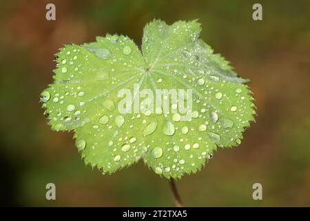 Wassertropfen, Wassertropfen auf grünem Damendeckelblatt (Alchemilla mollis), Familie Rosaceae. Grüner Hintergrund. September, holländischer Garten Stockfoto