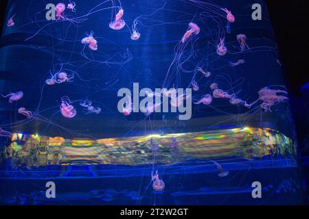 Quallen im Aquarium. Blaue Quallen im Aquarium. Teneriffa, Kanarische Inseln, Spanien Stockfoto