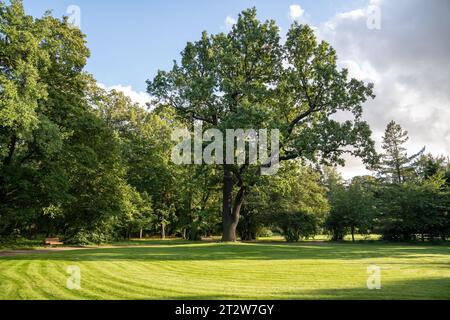 Landschaftlich gestalteter Stadtpark mit schöner Wiese, grünem Rasen, riesigen Bäumen an sonnigen Sommertagen. Stockfoto
