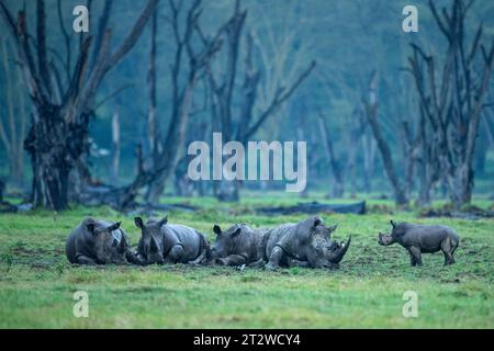Erwachsene weiße Nashörner aus dem Süden, die im Schlamm schlüpfen, während ein junges Kalb sie im Lake Nakuru National Park in Kenia beobachtet Stockfoto