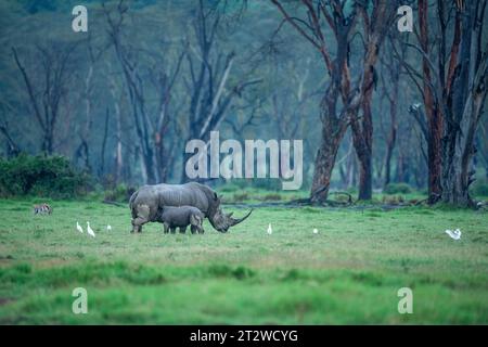 Ein südliches weißes Nashornkalb saugt weiß die Mutter grast im Lake Nakuru National Park in Kenia Stockfoto