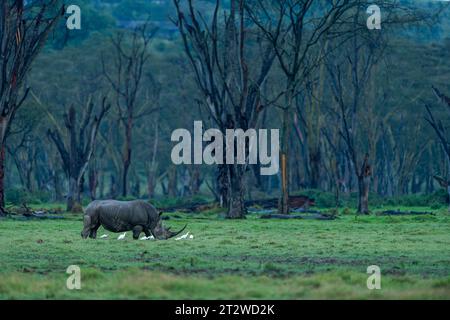 Ein einzelnes Weissnashorn grast an einem regnerischen Tag vor der Kulisse eines Akazienwaldes im Lake Nakuru National Park, Kenia Stockfoto