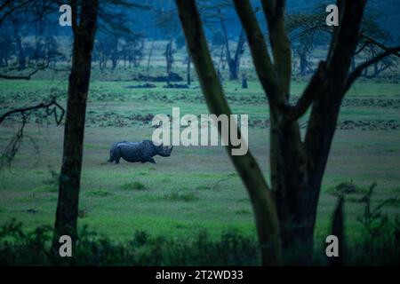 Ein schwarzes Nashorn, das mit schwarzem Schlamm verschmiert ist, spaziert an einem regnerischen Abend durch die malerischen Graslandschaften des Lake Nakuru National Park, Kenia Stockfoto