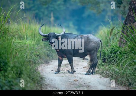 Ein großer männlicher Wildbüffel überquert eine Safaristrecke im Manas National Park in Assam, Indien Stockfoto