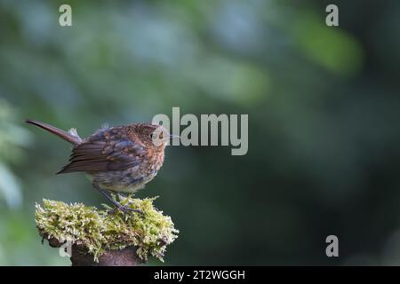 Europäischer Rotkehlchen [ Erithacus rubecula ] Jungvogel auf Moosstumpf Stockfoto