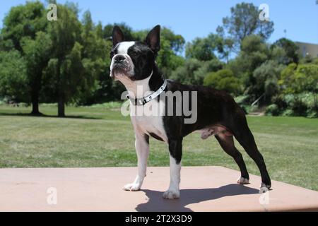 Boston Terrier steht auf einem Tisch in einem von Bäumen gesäumten Park Stockfoto