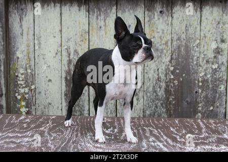 Boston Terrier steht auf einem Tisch vor dem Zaun Stockfoto