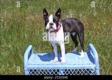 Boston Terrier steht auf einem Tisch in einem grünen Feld Stockfoto