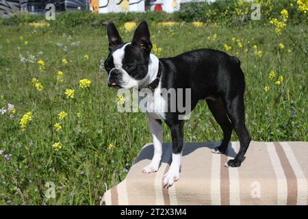 Boston Terrier Stockfoto