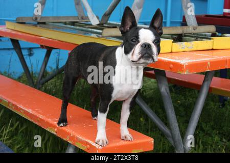 Boston Terrier steht auf einer Picknicktisch-Bank. Stockfoto