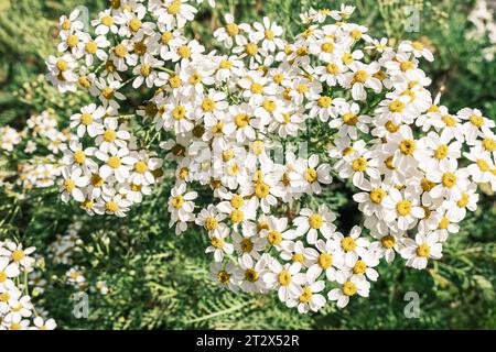 Corymbflower tansy oder Duftless fiverfew oder tanacetum corymbosum Nahaufnahme. Stockfoto