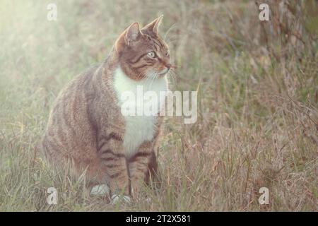 Die gestreifte, grüne Katze sitzt im warmen Sommerlicht auf dem grünen Gras. Stockfoto