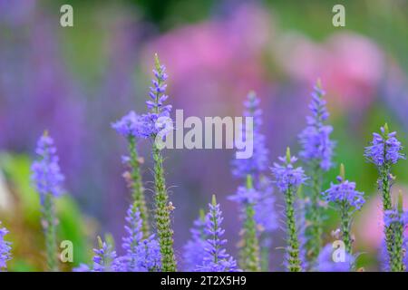 Veronica longifolia blauriesin oder Speedwells blaue Blüten selektiver Fokus. Stockfoto