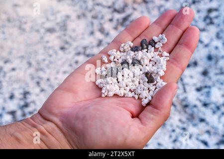 Popcorn Beach auf der Kanarischen Insel Fuerteventura in Spanien, eine Handvoll fossiler Algen in der Hand. Stockfoto