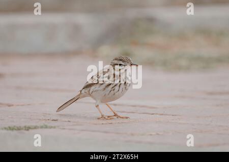 Berthelot's Pipit (Anthus berthelotii) auf der Kanarischen Insel Fuerteventura, Spanien. Stockfoto