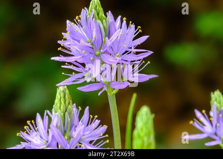 Camassia leichtinii Nahaufnahme, wunderschöne blühende camassia oder wilde Hyazinthe im Garten im Frühling. Stockfoto