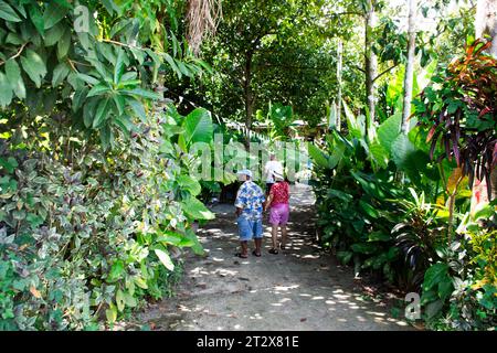 Kolokasia gigantischer Teebaum oder Riesengrüne Taro Pflanze im Waldgartenpark im Khao Pu Khao Ya Nationalpark für thailänder besuchen Sie Srinakarin Stockfoto