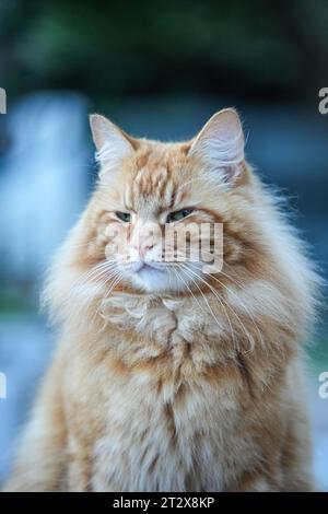 Eine Großaufnahme einer orangen Tabby-Katze. Stockfoto