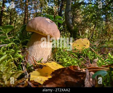 Jacobsdorf, Deutschland. Oktober 2023. Ein noch kleiner Stachelpilz, der in einem Wald in Ostbrandenburgs wächst. Das Stachelschwein ist ein ausgezeichneter Speisepilz. (Zu dpa: „Ab zu den Pilzen – ein Blick auf die aktuelle Saison“) Credit: Patrick Pleul/dpa/Alamy Live News Stockfoto