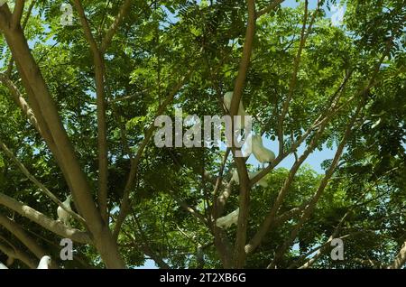 Eine Gruppe Pfautauben stand auf einem schattigen Baumzweig, um der heißen Sonne zu entgehen. Fantänzentaube, lateinischer Name Columba livia domestica. Stockfoto