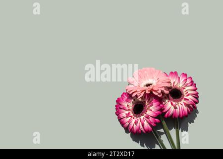 Blumen isoliert, um eine Postkarte und Ihre Ideen zu kreieren Stockfoto