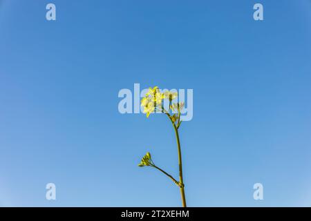 Blumen isoliert, um eine Postkarte und Ihre Ideen zu kreieren Stockfoto