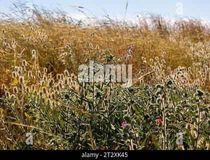 Schichten verschiedener Vegetation, die in der Natur wachsen. Wunderschöne Wildpflanzen und Weizenlandschaft Stockfoto