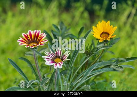Drei Gazania-Blüten in verschiedenen Farben auf einem unscharfen Hintergrund. Stockfoto