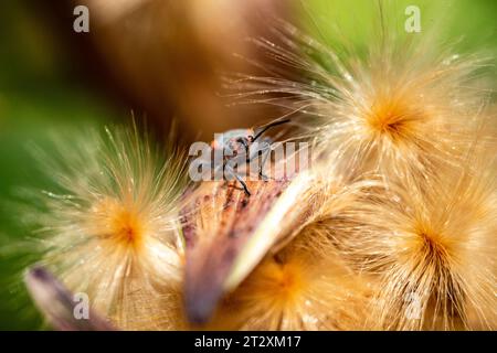 Ein Makrobild eines großen Milkweed-Käfers in den Wäldern um Marbella. Stockfoto