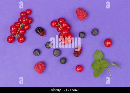 Stillleben von mehrfarbigen Beeren auf violettem Hintergrund. Rote Johannisbeeren, rote und gelbe Himbeeren, Heidelbeeren, grüne Minze. Flache Lagen Stockfoto