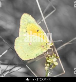 Orangenschwefelschmetterling, der sich von Blumen ernährt. Shoreline Lake and Park, Santa Clara County, Kalifornien. Stockfoto