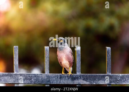 Gefiederter Vertreter der wilden Tiervogel Maina (Acridotheres) Starenart in der Stadt Stockfoto