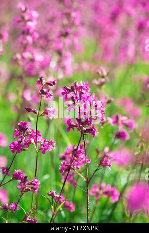 Bienen sammeln Pollen auf den rosafarbenen Blüten von Ivan Tea Blooming Sally oder Feuerweed an einem Sommermorgen. Naturhintergrund, Nahaufnahme Stockfoto
