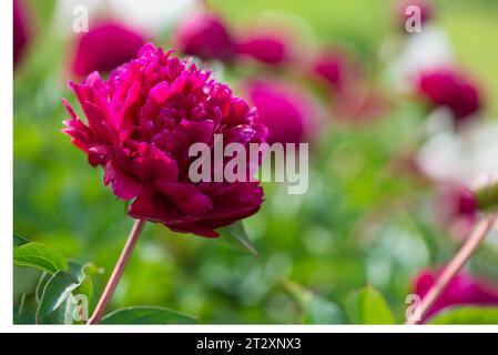 Die Pfingstrose ist rosa. Wunderschöne rosa Blumen. Viele Pfingstrosenknospen. Blumenhain. Hausgarten mit üppigen Pfingstrosen. Stockfoto