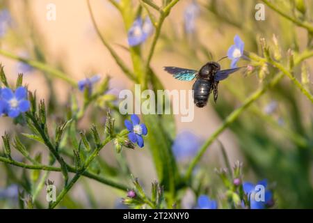 Käfer-Insekten in freier Natur - Violette Zimmerbiene (Xylocopa violacea) Stockfoto