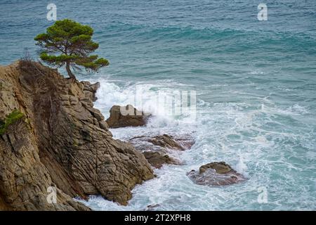 Element. Sturm und starker Wind auf dem Meer. Meer und Kiefer wachsen auf den Felsen. Wunderschöne Meereswellen. Sonnenuntergang im Sommer. Strand Lloret de Mar. Spanien Stockfoto