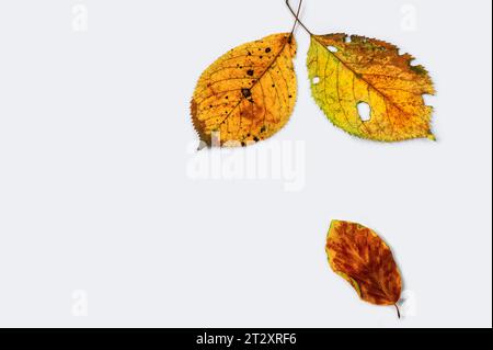 Drei goldene getrocknete Blätter auf weißem Hintergrund. Kann als Grußkarte verwendet werden. Stockfoto