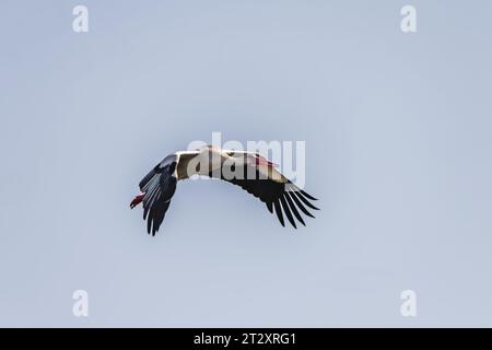 Weißstorchvogel (Ciconia ciconia) im Flug Stockfoto