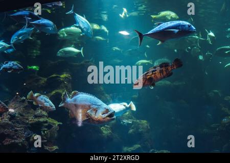 Verschiedene Fischarten schwimmen gemeinsam in einem kolossalen Aquarium Stockfoto